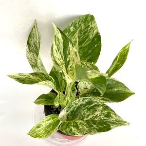 Snow queen pothos 🌿💚